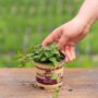 Mint – Peppermint – 4″ Pot